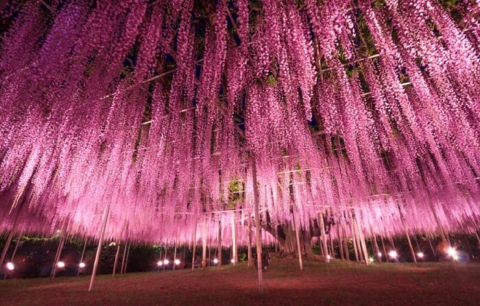 Park cveća u Japanu je pravo umetničko delo