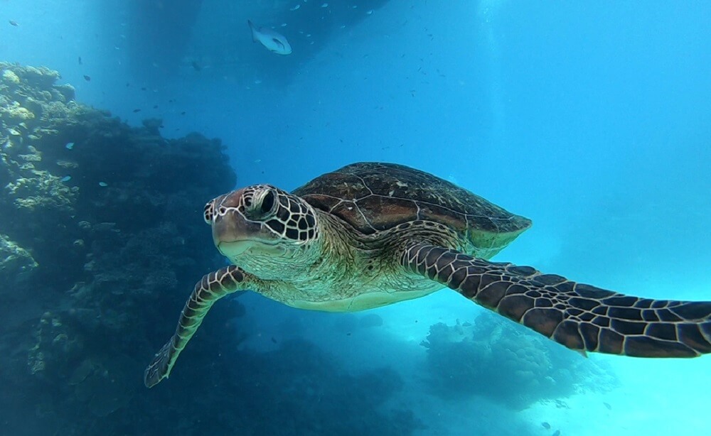 Naučnici otkrili zašto kornjače jedu plastiku u moru