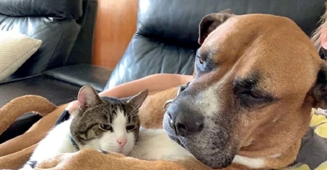 Kako izgleda ljubav između pasa i mačaka