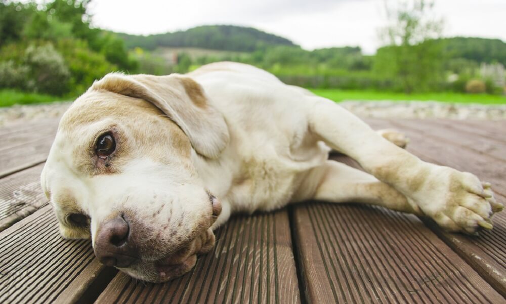 Da li psi mogu zaista da plaču i šta znače njihove suze