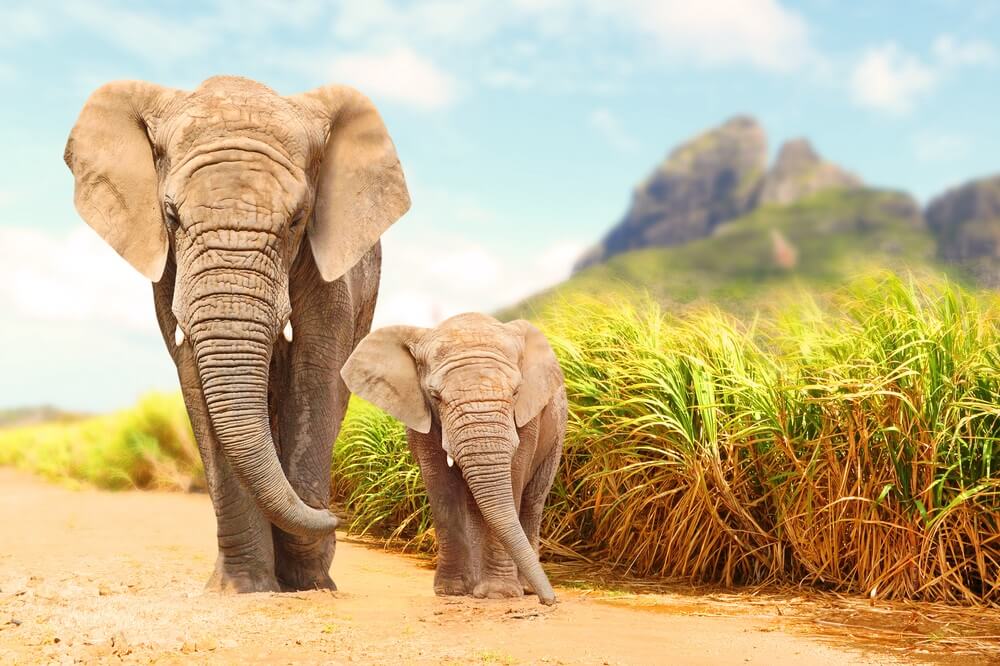 Slonovi – simboli duhovnosti i psihologije