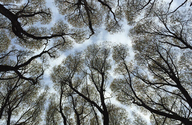 Neobičan prirodni fenomen – „stidljivo drveće“