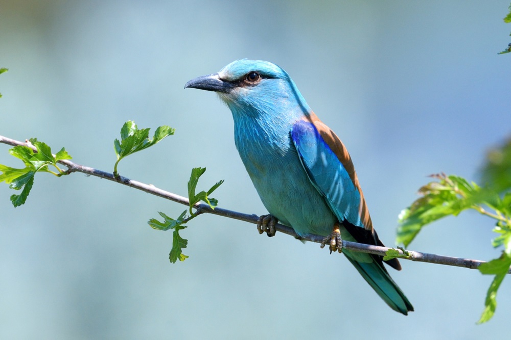 Ptica selica iz Srbije otkrivena 7.000 km od naše zemlje!