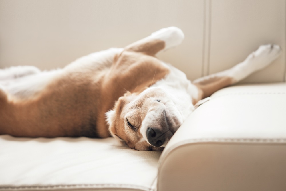 Psi su zaista posebna stvorenja, ali poze u kojima spavaju će vas iznenaditi
