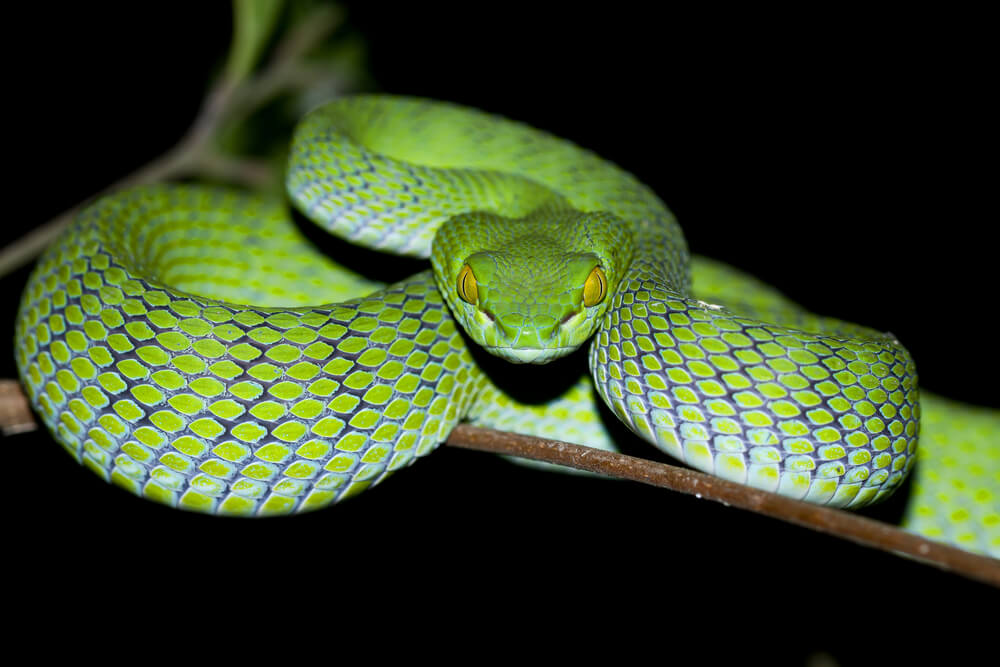 Naučnici novu vrstu zmije nazvali po liku iz „Harija Potera“