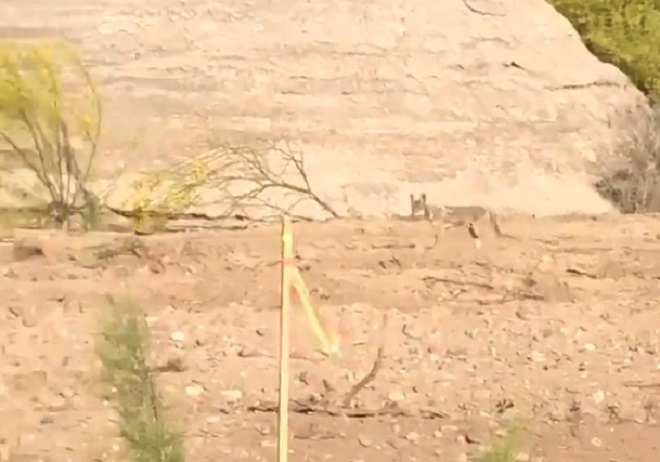 Scena kao iz crtanog filma – kojot snimljen kako juri pticu trkačicu!
