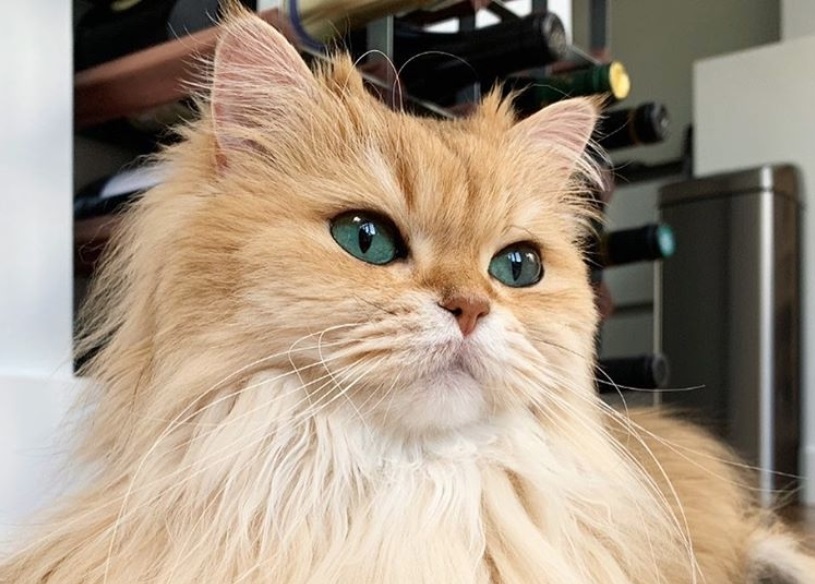 7 popularnih Instagram mačaka koje će vam ulepšati dan