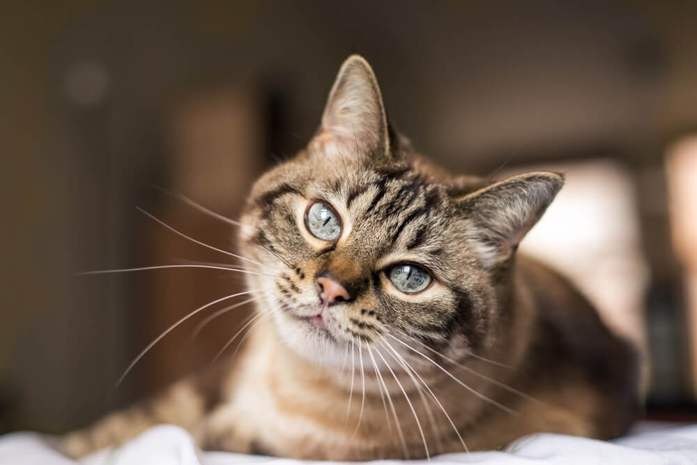 Mnogi vlasnici se pitaju – da li mačke prepoznaju svoje ime kada ih pozovete?