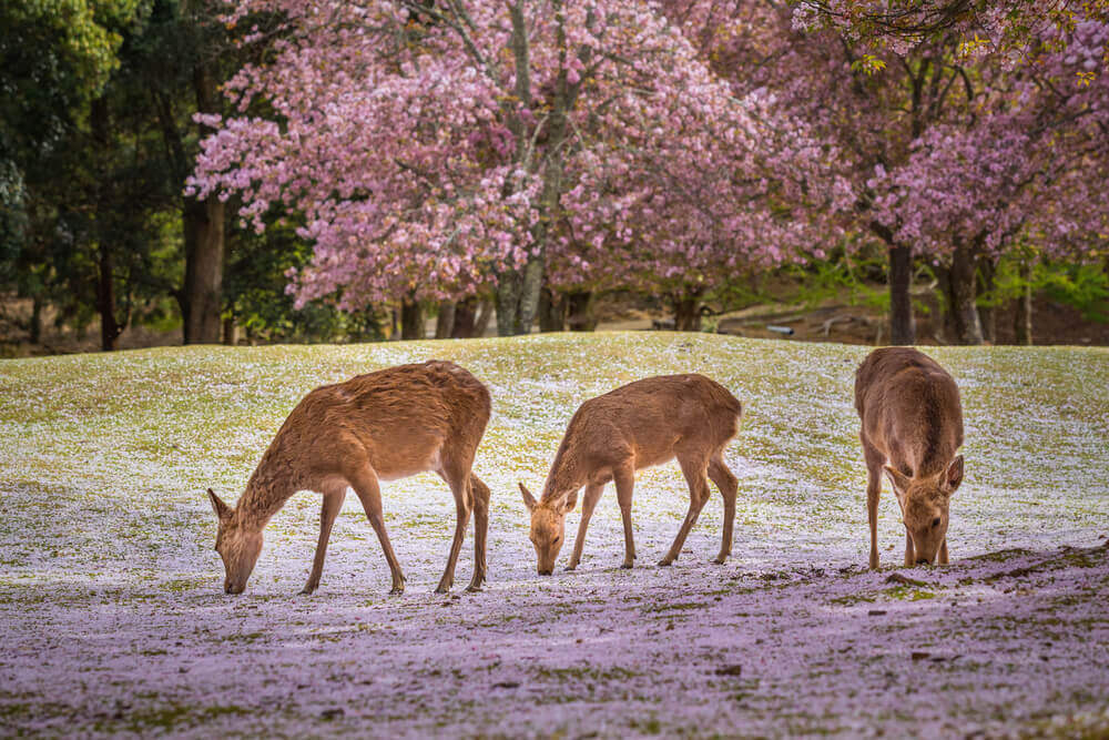Japansko proleće – jeleni se odmaraju ispod procvetalih trešnji u parku