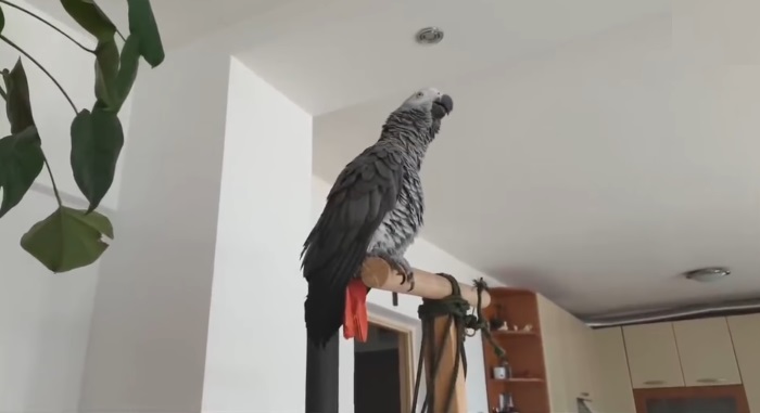Papagaj Hugo upozorava vlasnika da stavi masku