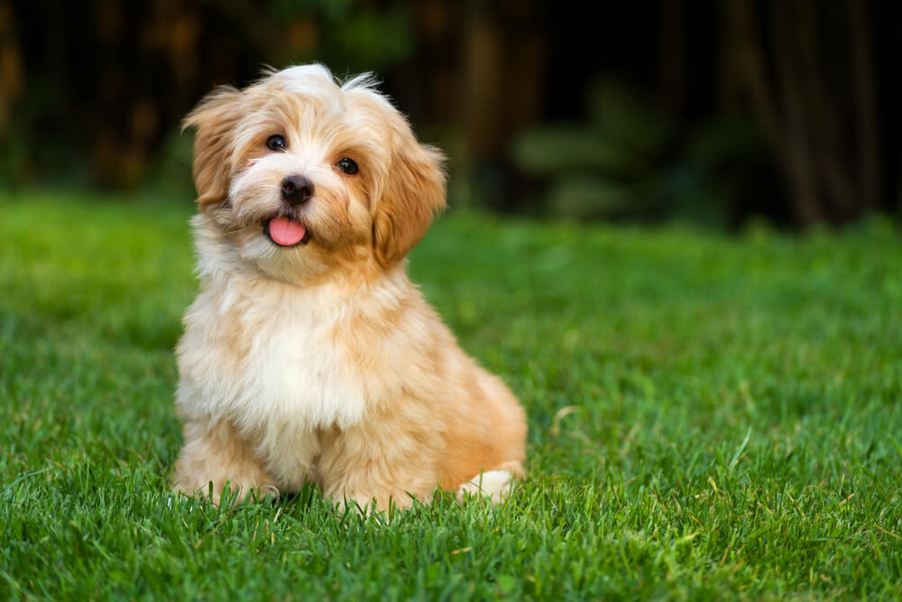 5 stvari koje psi mogu da nanjuše i osete kod ljudi