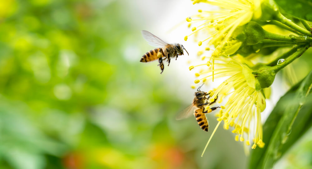 Zašto su pčele najvažnija bića na našoj planeti?
