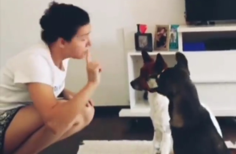 Devojka iz Brazila naučila svoje pse znakovni jezik!