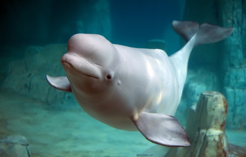 Jedinstveni prizor rađanja belog kita – beba teška 174 kilograma