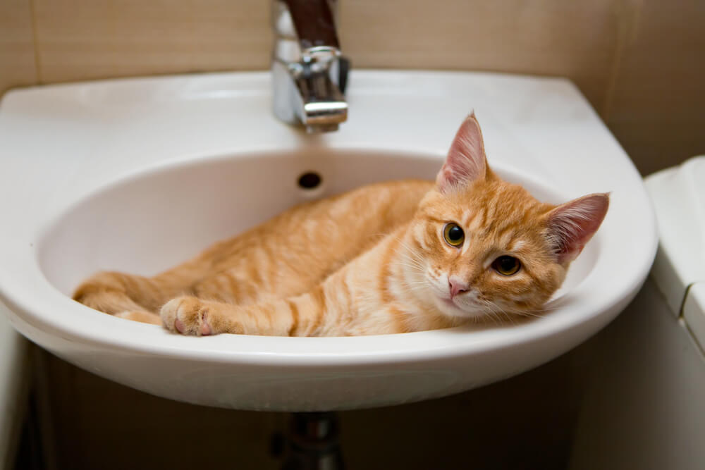 Evo zašto mačke vole da spavaju u umivaoniku