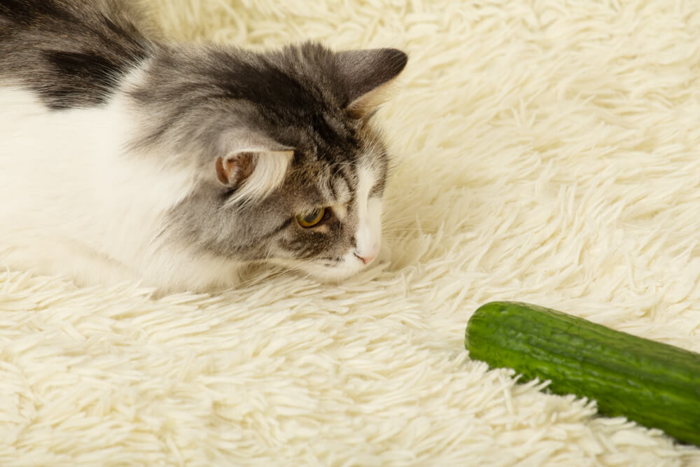 Konačno otkriveno – zašto se mačke plaše krastavaca?