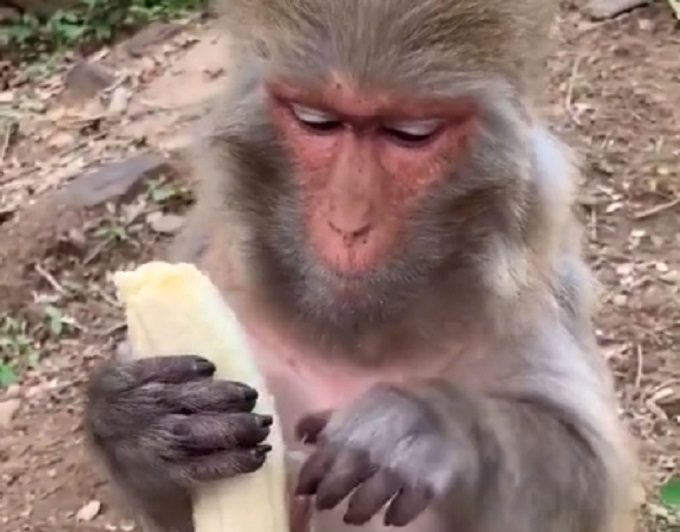 Da li i vi ovako ljuštite bananu?