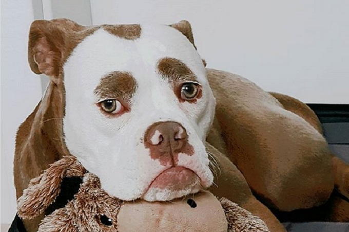 Ovog psa zbog njegovog izgleda na Instagramu prati preko 130 hiljada ljudi