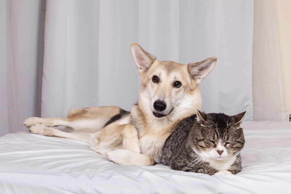Evo šta možete uraditi da bi pas i mačka postali najbolji prijatelji