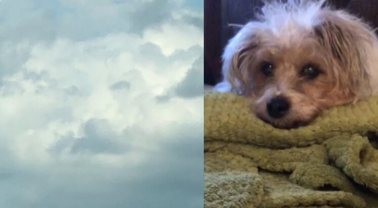 Devojka videla svog psa na nebu par sati nakon što je uginuo – drugi su pokazali slične primere