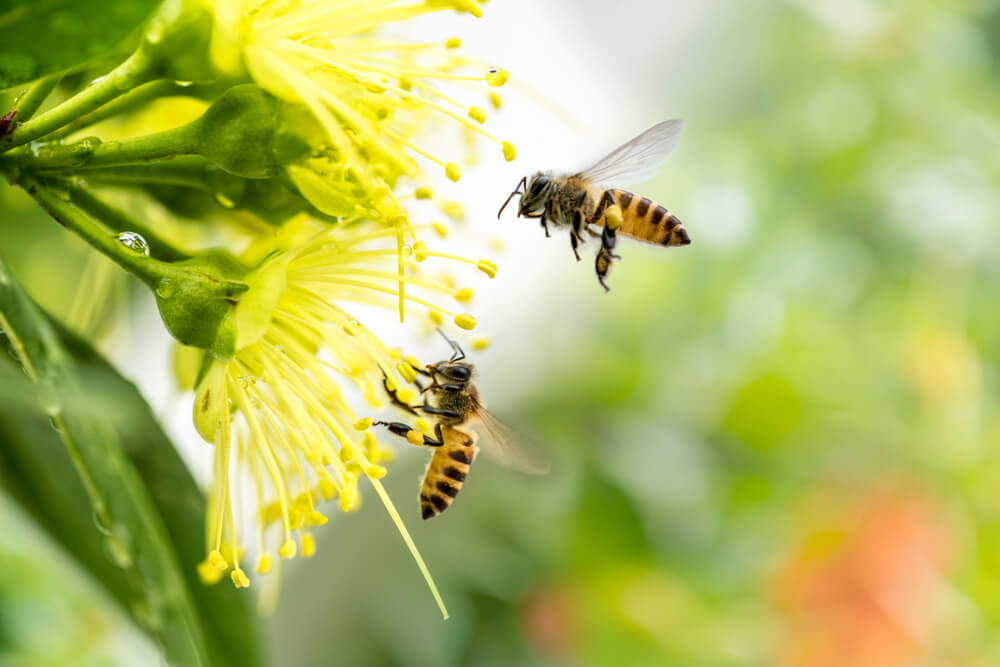 Pčele nisu jedina vrsta koja ne sme da izumre, ima ih još sedam