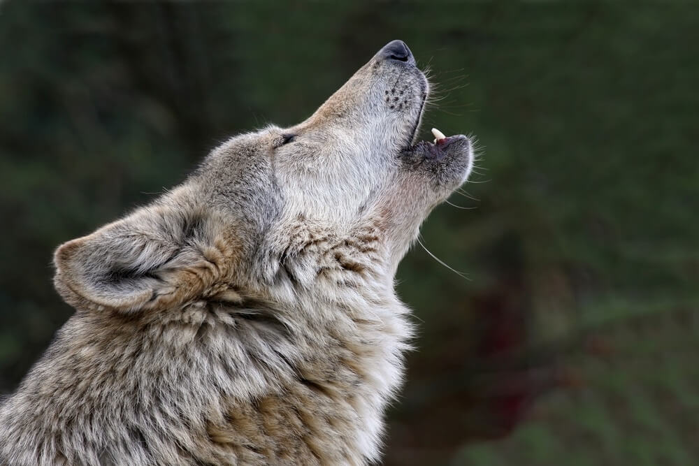 Vuk i pas – da li su psi zaista nastali od vukova?