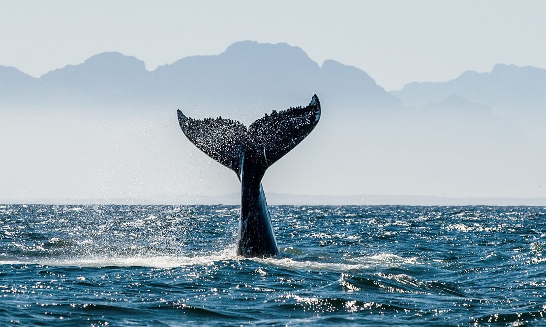 Čudo u Crnoj Gori – kit od 70 tona se brčkao kod Luštice