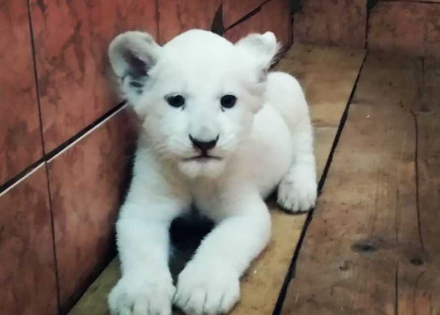 Prinova u Zoološkom vrtu – upoznajte Koviljku, mladunče belog lava