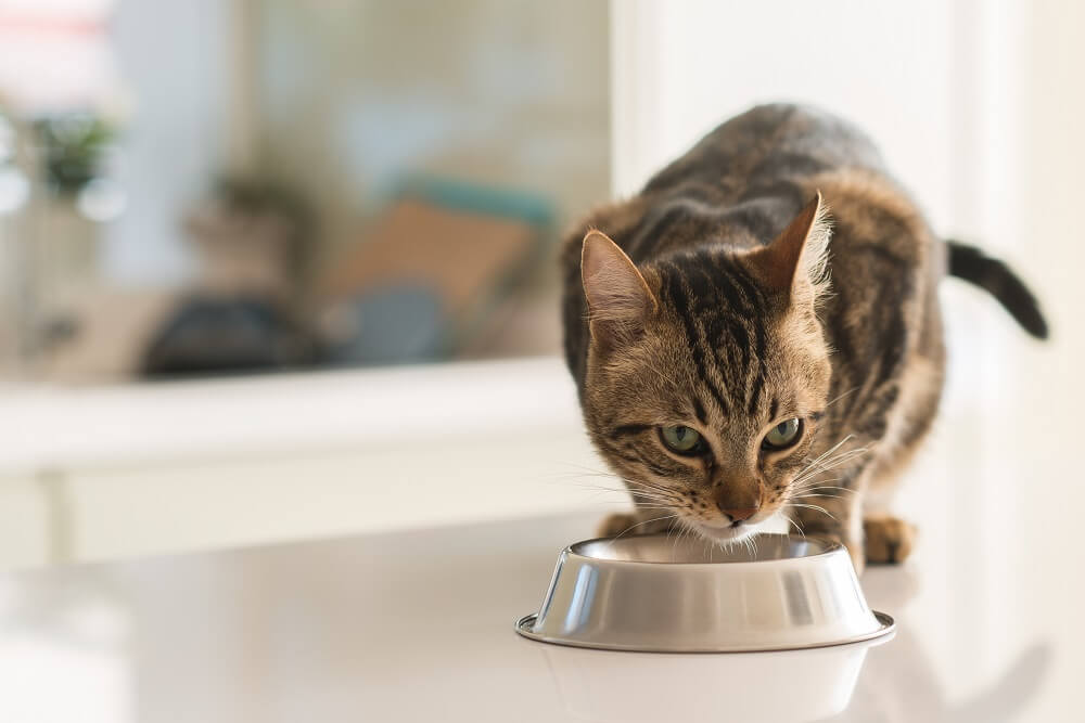 „Ne diraj moje pecivo!“ Ova mačka čuva svoju hranu kao da joj od toga zavisi život