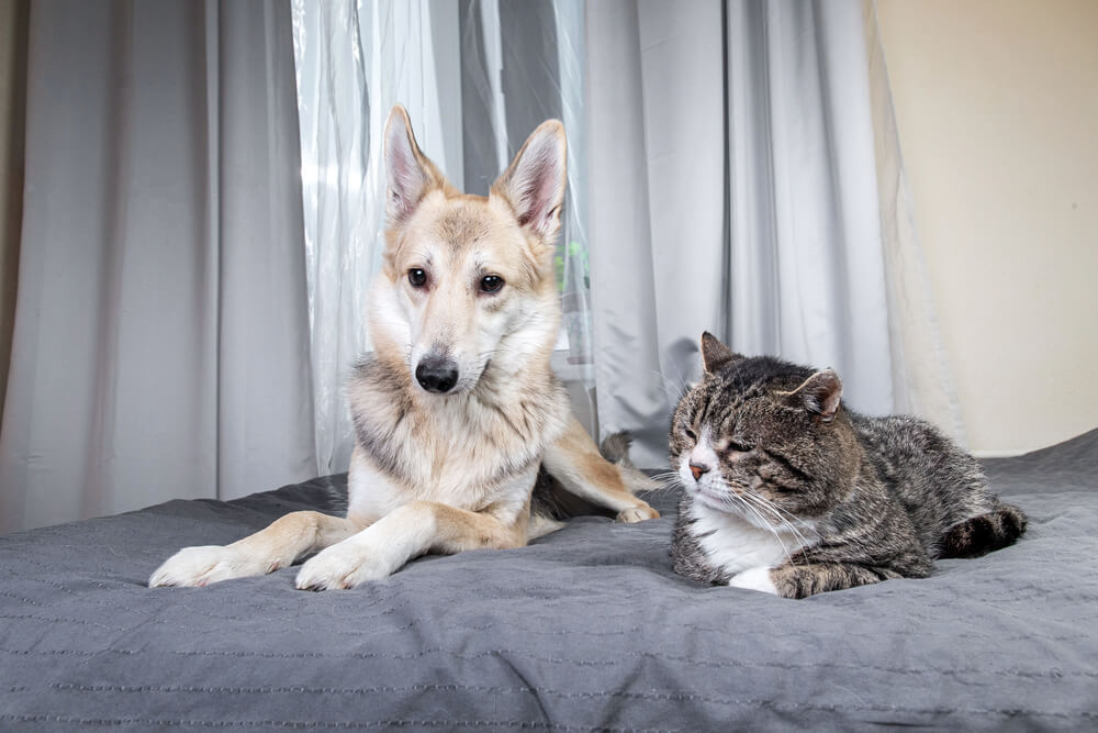 Šest zabavnih, ali istinitih razlika između vlasnika pasa i mačaka
