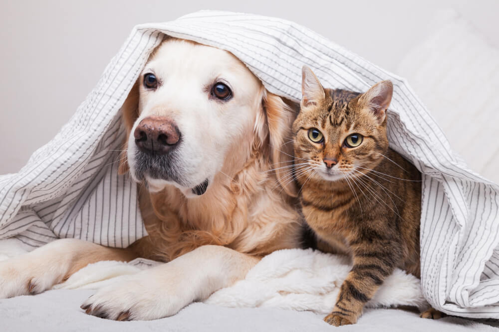 Ruše stereotipe – Prijateljstvo psa i mačke će razoružati i one najtvrđeg srca