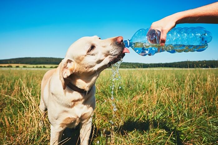 Kako prepoznati i reagovati na dehidrataciju kod pasa?