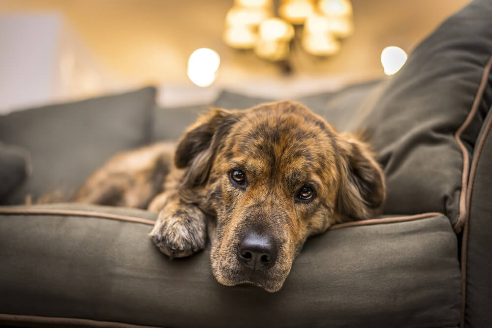 Evo koji su znaci da pas teško podnosi samoću – 5 načina da mu pomognete