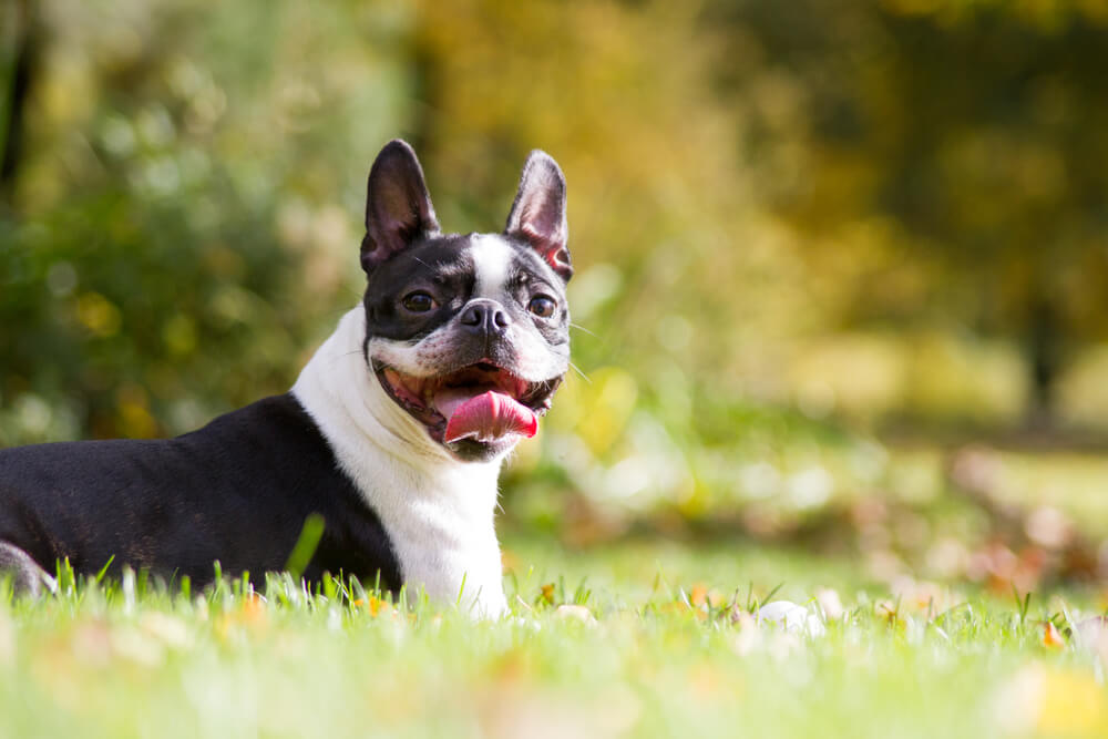 5 rasa pasa koje su pogodne za osobe sklone alergijama