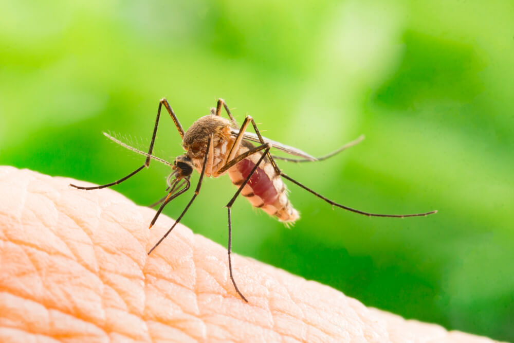 Oslobodite se napasti – kako se rešiti komaraca pomoću nekih stvari koje imate kod kuće
