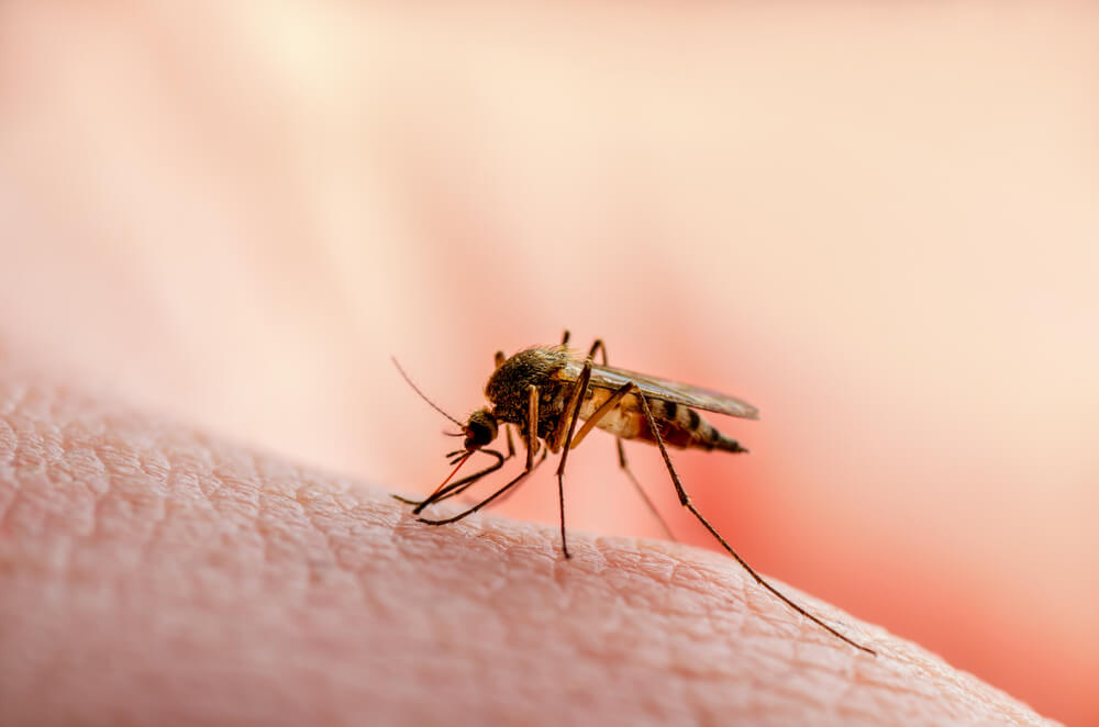 Komarci zaraženi virusom Zapadnog Nila i u Srbiji – koji su simptomi zaraze kod ljudi?