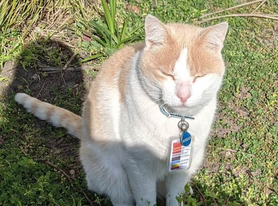 Ovaj mačak radi kao obezbeđenje u jednoj australijskoj bolnici!