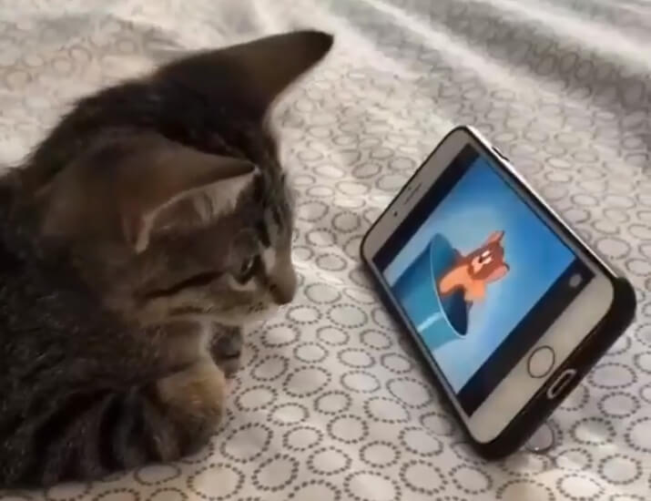 Vlasnik snimio mačku kako gleda „Toma i Džerija“ – video postao hit