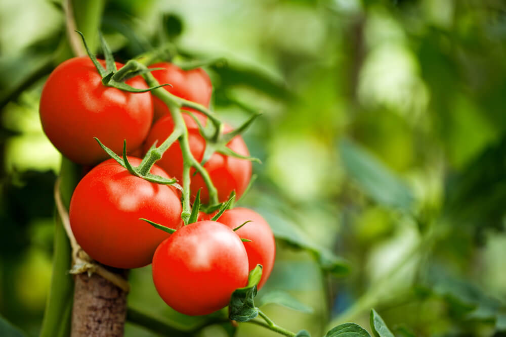 8 razloga da jedete paradajz svakog dana