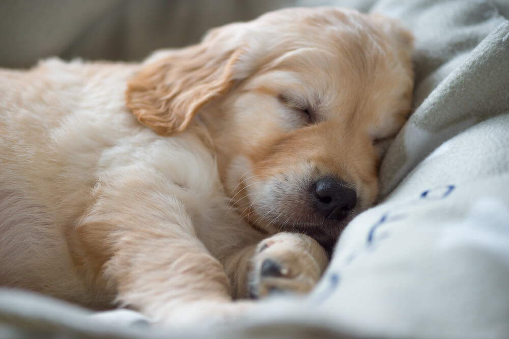 Kao i nama i psima je potrebno dovoljno sati sna, evo i koliko