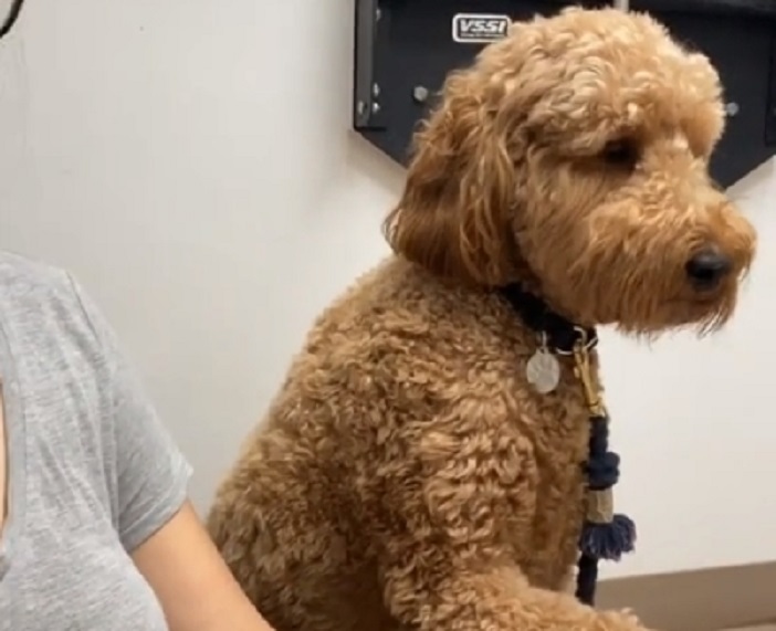Kuca kod veterinara – najtužniji i najlepši video koji ćete danas videti