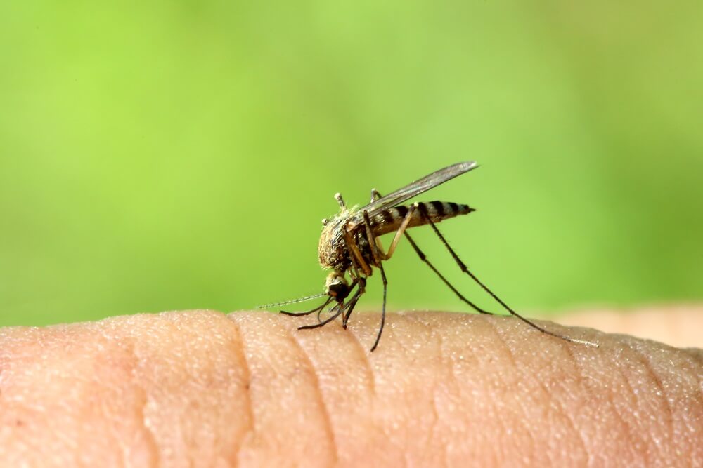 Mogu li komarci da prenesu koronavirus na ljude?