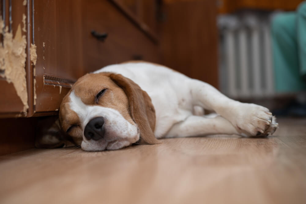 Zbog čega pas grebe po mestu gde planira legne i da spava?
