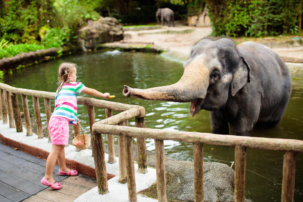 Najusamljeniji slon na svetu uskoro će napustiti neprikladan zoološki vrt