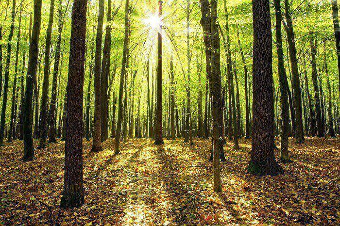 Ovo su mesta sa najlepšim šumama u Srbiji
