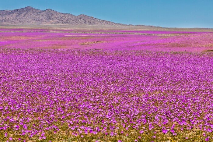 Atakama – Cvetajuća pustinja, remek delo prirode