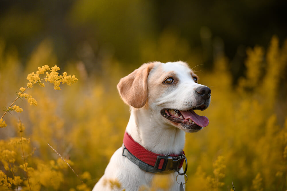 Zabavite se sa ljubimcem – 5 lakih trikova za pse koje mogu naučiti vrlo brzo