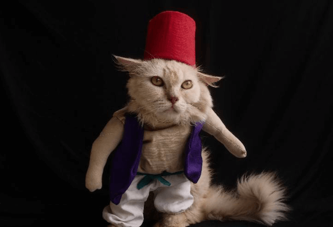 Neobičan hobi – krojač iz Indonezije izrađuje kostime za mačke