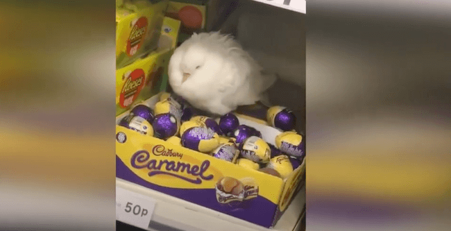 Bela golubica prihvatila čokoladna jaja kao svoja