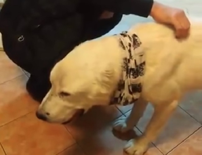 Dirljiv povratak – izgubljeni pas se nakon 6 godina vratio kući u Požarevac!